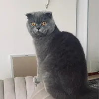 گربه ماده آماده جفت گیری