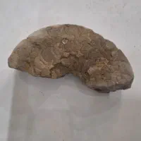 فسیل جانوری|کلکسیون اشیاء عتیقه|تهران, سید خندان (جلفا)|دیوار