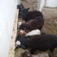 بزغاله نروماده|حیوانات مزرعه|میاندوآب, |دیوار