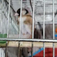 سهره کرمانی|پرنده|نیشابور, مازول|دیوار