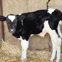 گاو و گوساله نرو ماده|حیوانات مزرعه|مرودشت, کناره|دیوار