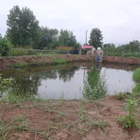 گلخانه فعال|فروش دفتر صنعتی، کشاورزی، تجاری|لنگرود, |دیوار