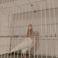 کله زرد نر پرشی