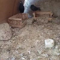 کبوتر کله ماستی|پرنده|کهریزک, |دیوار