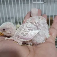 فروش جوجه برزیلی البینو واوپال کله نارنجی|پرنده|دوگنبدان, |دیوار