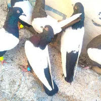 12تا سینه سیاه کله سیاه