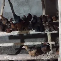 مرغ فریح جوان|حیوانات مزرعه|عجب شیر, |دیوار