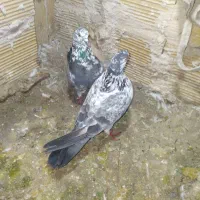 کبوتر|پرنده|مشگین شهر, |دیوار