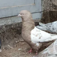 کبوتر آلمانی قهوه ای