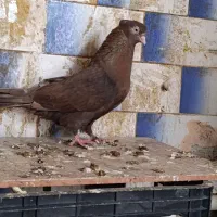 تافته ای ماده