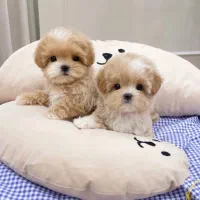 فنجونی|سگ|تهران, فردوس|دیوار