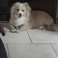 سگ نرباهوش اشپیتز|سگ|پرند, فاز ۵|دیوار