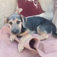 سگ پاکوتاه|سگ|بجنورد, |دیوار