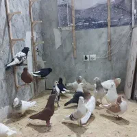 کبوتر پرشی وجفتگاهی