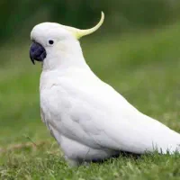 خریدار و فروش انواع پرنده زینتی و سخنگو