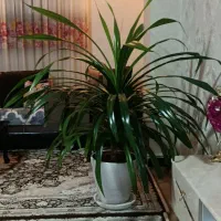 گل وگیاه|گل و گیاه طبیعی|شاهین دژ, |دیوار