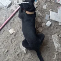 یک قلاده سگ هاسکی چشم ابی|سگ|کلاچای, |دیوار