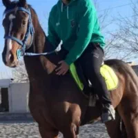 فروش اسب به صورت چکی|اسب و تجهیزات اسب‌سواری|تهران, حر|دیوار