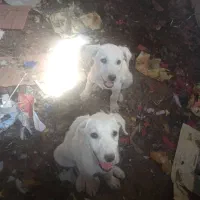 توله سگ پاکوتاه اشپیتز