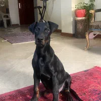 توله ۳ ماهه