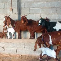 بز بزغاله دار دوقلو|حیوانات مزرعه|گنبد کاووس, |دیوار