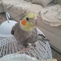 عروس هلندی