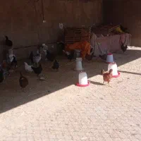 مرغ و خروس محلی|حیوانات مزرعه|کارزان, |دیوار