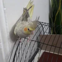 عروس هلندی|پرنده|قم, انسجام|دیوار