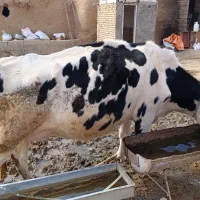 یک عدد گاو هلشتاین پر شیر 3ماه آبستن