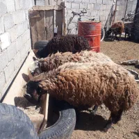 گوسفند فروشی