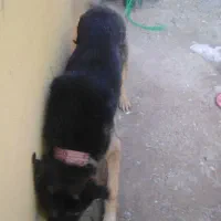 پیدا شده صاحب واقعی مزاجعه کند