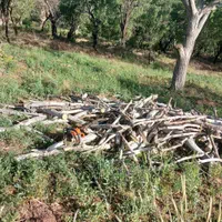 خرید چوپ و هرس باغ|خدمات باغبانی و درختکاری|ساوه, |دیوار