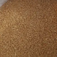 گندم تمیز درجه یک