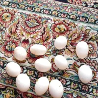 تخم کفتر