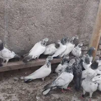 تیدی|پرنده|دزفول, |دیوار