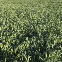 زمین کشاورزی درجه یک