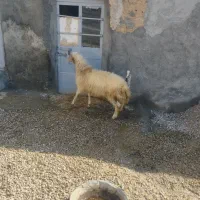 گوسفند بره|حیوانات مزرعه|کرمانشاه, |دیوار