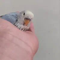 طوطی کوتوله سرلاکی