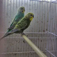 مرغ عشق رینبو|پرنده|قشم, |دیوار