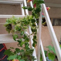 ۱۰ گلدان گل آپارتمانی رنگارنگ|گل و گیاه طبیعی|مراغه, |دیوار