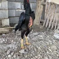 جوجه لاری اوشامو آلمانی