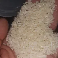 برنج محلی سرخه چمچمال با عطرو قد بینظیر|خوردنی و آشامیدنی|صحنه, |دیوار