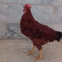 خروس یک ساله