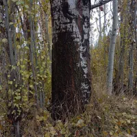 خرید چوب خشک|خدمات باغبانی و درختکاری|مراغه, |دیوار