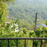 اجاره سوییت جنگلی و یا ساحلی