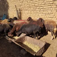 میش غزل افشار|حیوانات مزرعه|زنده رود, |دیوار