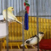 یک جفت جوجه قناری