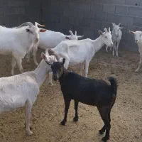 بزسانن‌آبستن|حیوانات مزرعه|فریمان, |دیوار