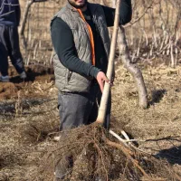 نهال گردو مقاوم و اقتصادی|خدمات باغبانی و درختکاری|مریوان, |دیوار
