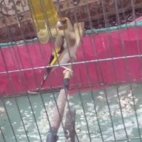 سهره